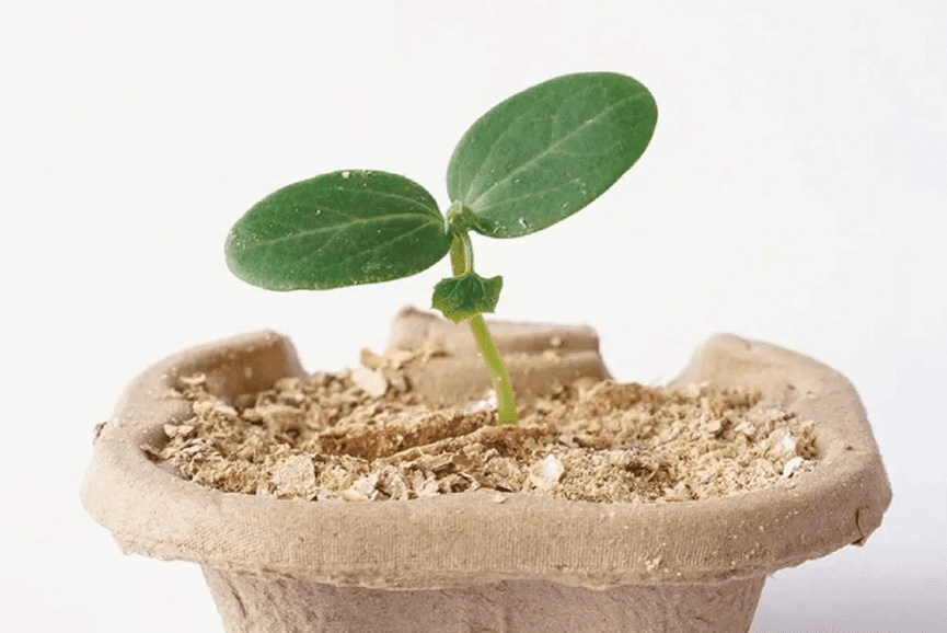 Eco-friendly packaging design - peanut shell seed spoon 2
